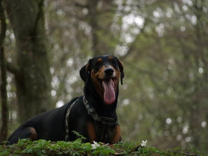 Blanding af racer Happy billede 8