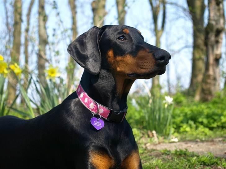 Dobermann GOF Fearless Fiona billede 17