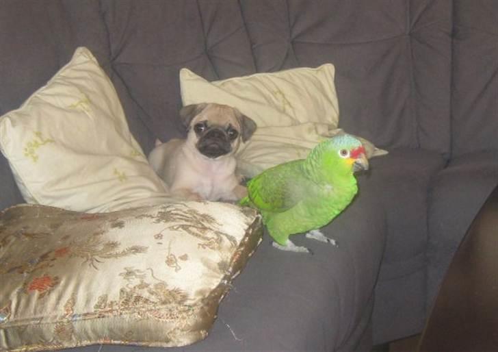 Mops Baloo The MOPPALOO - Mig og min bedste ven Jago billede 11