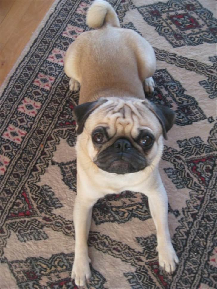 Mops Baloo The MOPPALOO - Er du snart færdig med at tage billeder??? billede 13