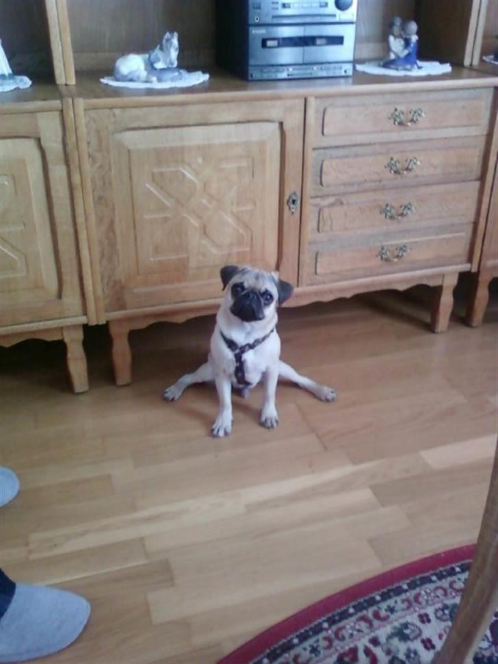 Mops Baloo The MOPPALOO billede 15