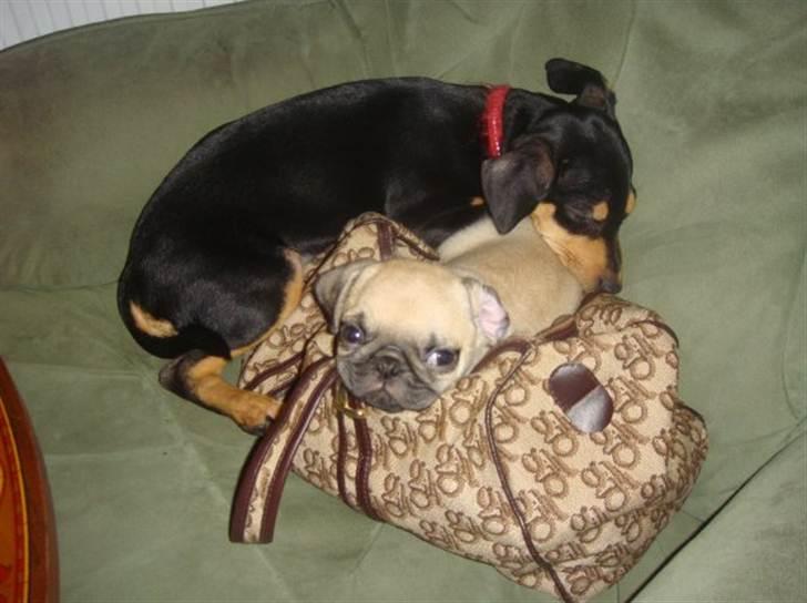 Mops Baloo The MOPPALOO - Mig og min veninde Bella  billede 17