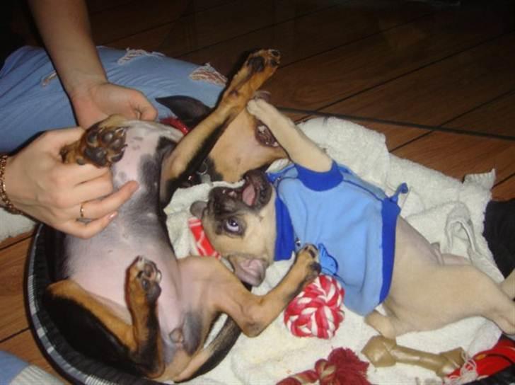 Mops Baloo The MOPPALOO - Hvalpeleg billede 18