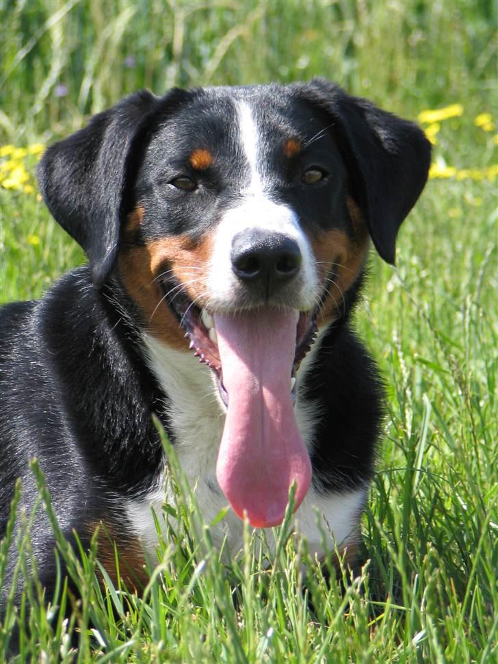 Appenzeller sennenhund Abora vom Höfli  "Abora" billede 15