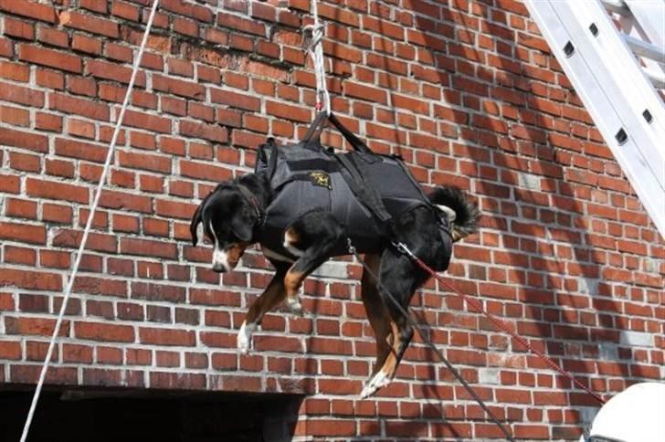 Appenzeller sennenhund Abora vom Höfli  "Abora" billede 17