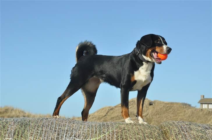 Appenzeller sennenhund Abora vom Höfli  "Abora" billede 1