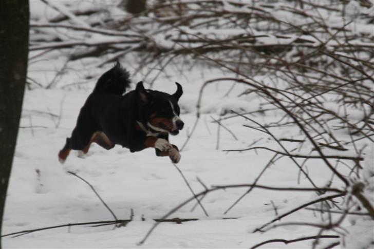 Appenzeller sennenhund Abora vom Höfli  "Abora" billede 18