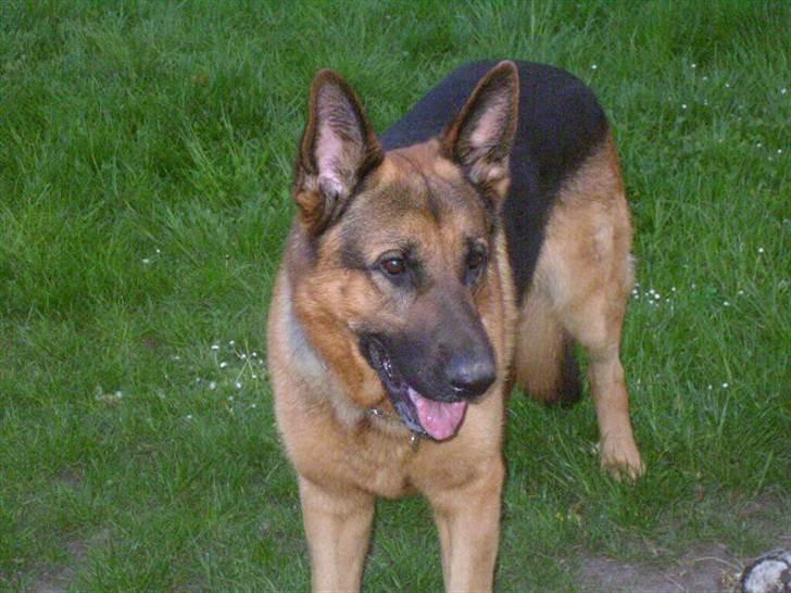 Schæferhund vaks billede 2