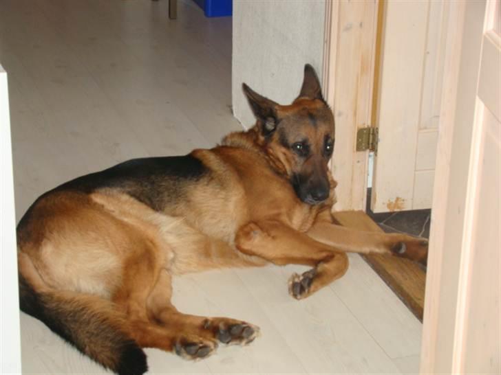 Schæferhund vaks billede 5