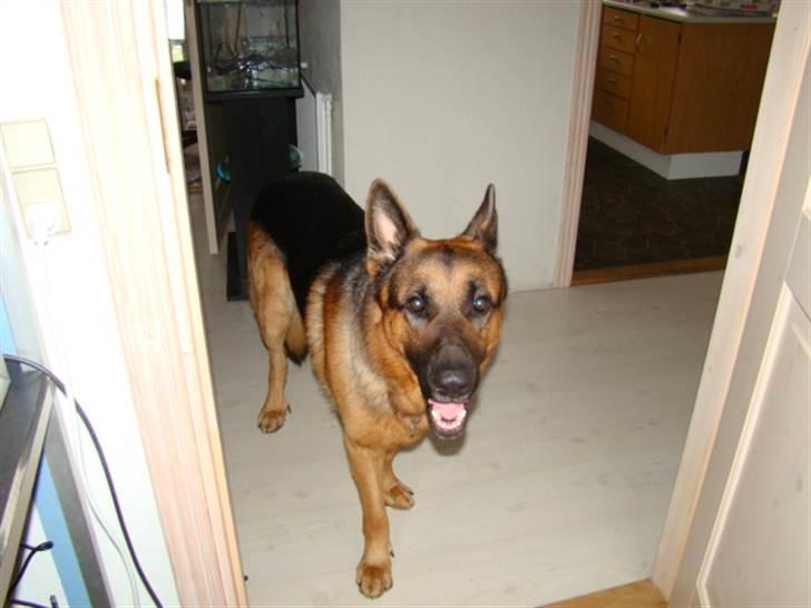 Schæferhund vaks billede 6