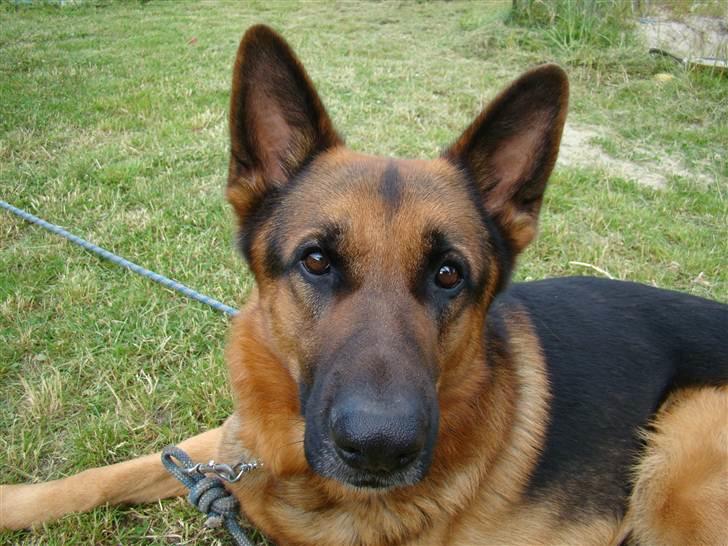 Schæferhund vaks billede 7