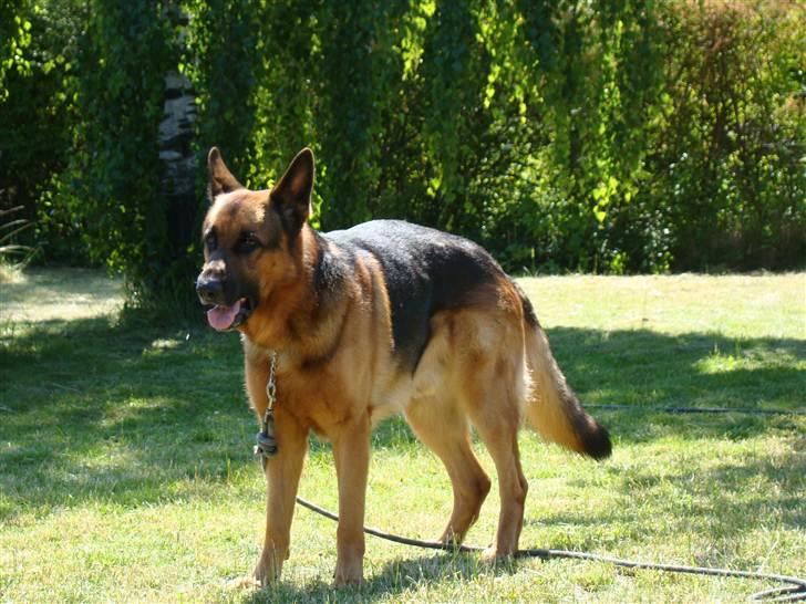 Schæferhund vaks billede 8