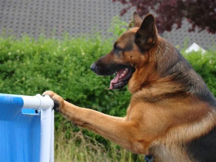 Schæferhund vaks billede 9