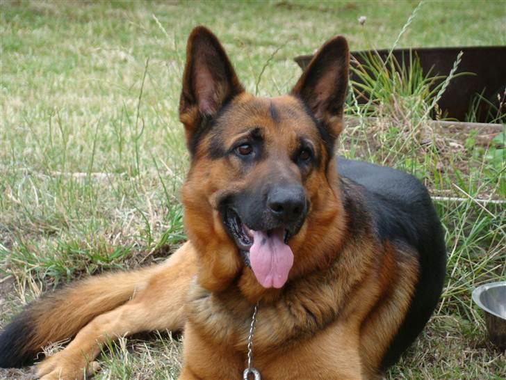 Schæferhund vaks billede 10