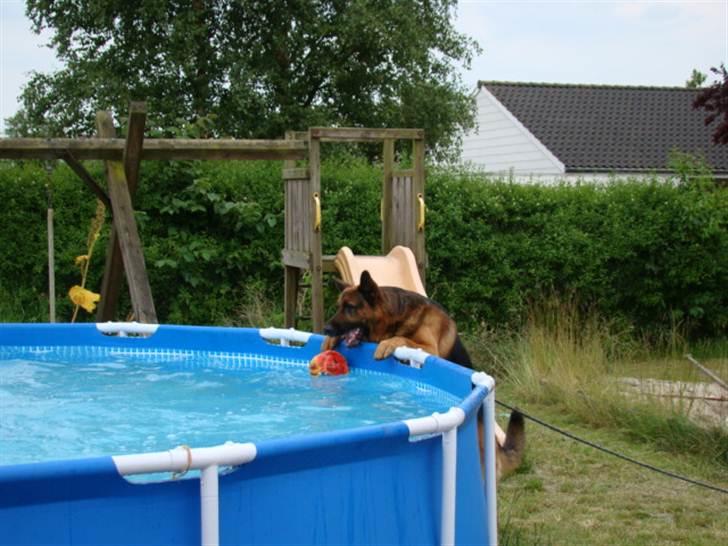 Schæferhund vaks billede 11