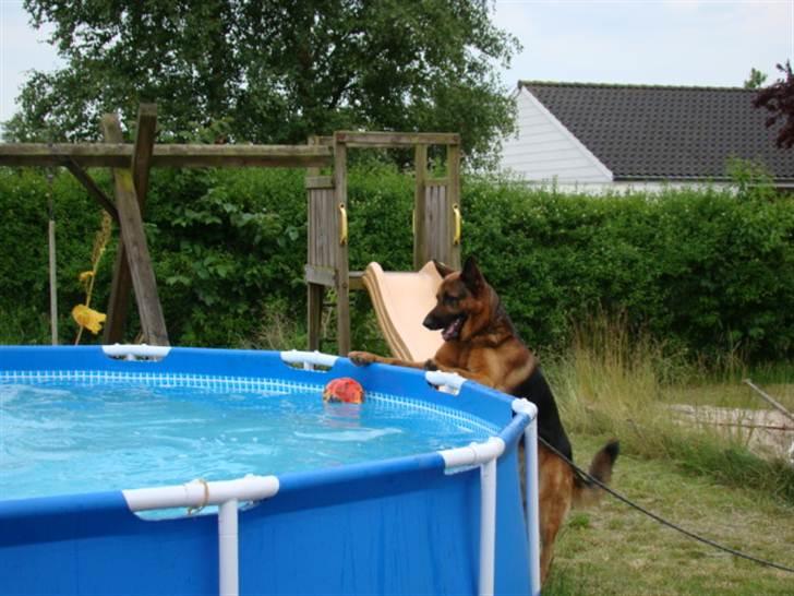 Schæferhund vaks billede 12