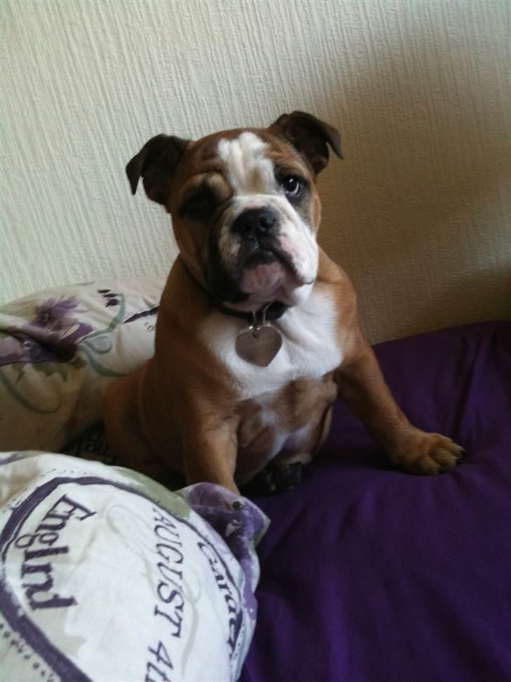 Engelsk bulldog Bella - bella 13 uger billede 1