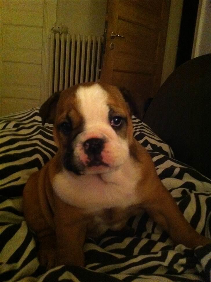 Engelsk bulldog Bella billede 2