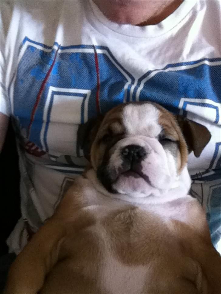 Engelsk bulldog Bella - Bella ca 10 uger billede 3