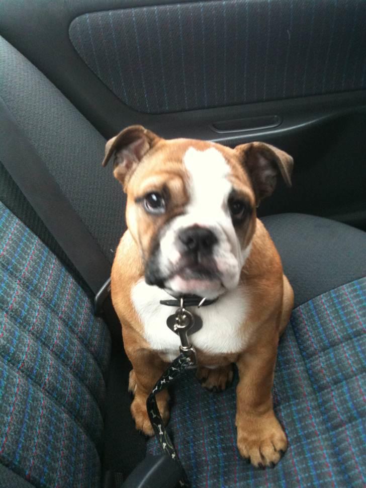 Engelsk bulldog Bella - bella 15 uger billede 4