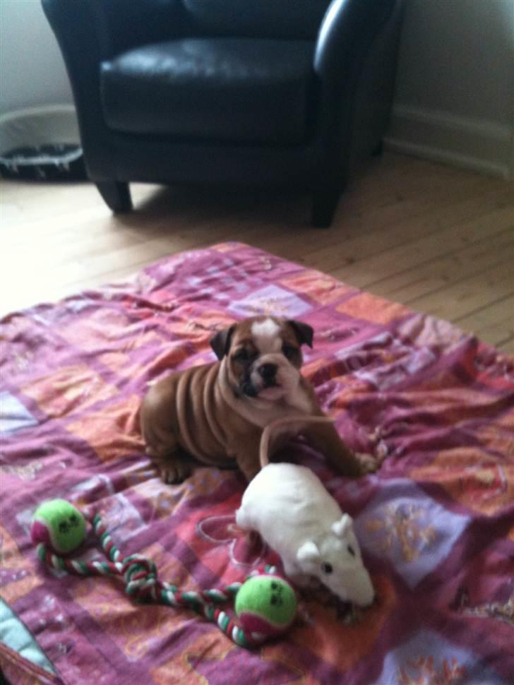 Engelsk bulldog Bella - Bella 9 uger billede 5