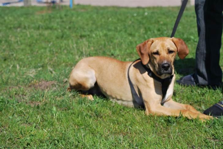 Blanding af racer Tyson - Tyson med til ridestævne i april billede 16