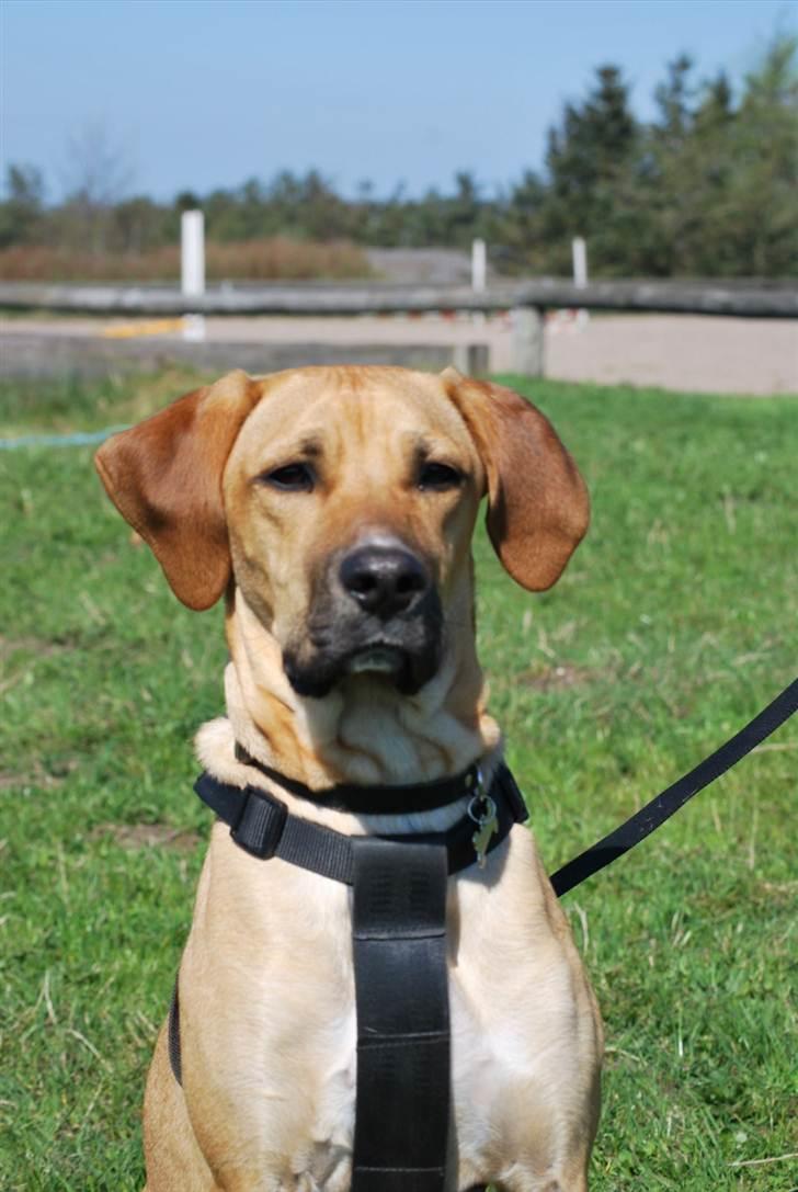 Blanding af racer Tyson - 6 mdr billede 17