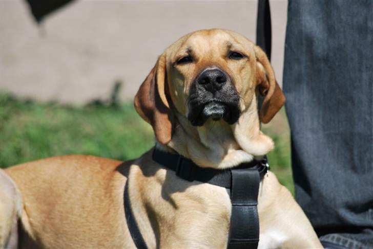 Blanding af racer Tyson billede 18