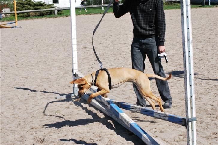 Blanding af racer Tyson - Tyson får lige lov til at springe et par spring ;) billede 19