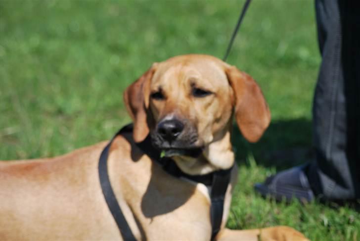 Blanding af racer Tyson - Ser på at jeg rider dressur på hesten ;) billede 20