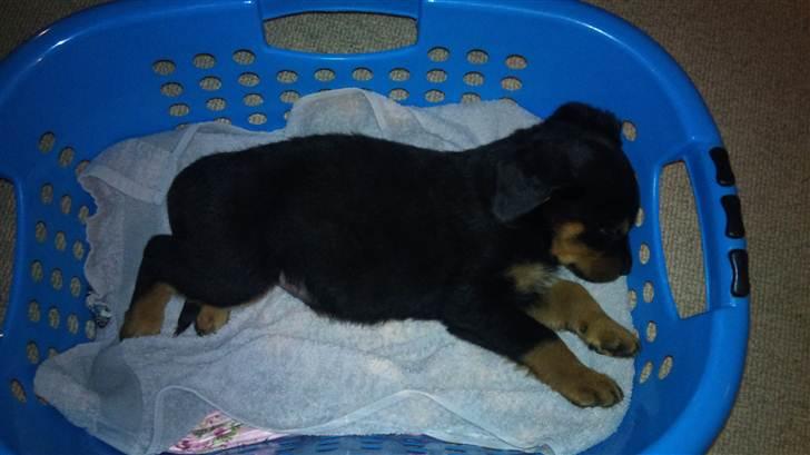 Rottweiler Taison billede 1