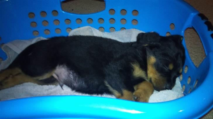 Rottweiler Taison billede 2