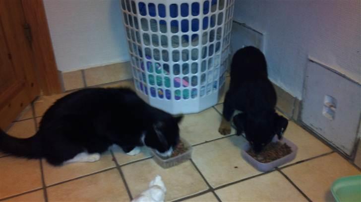 Rottweiler Taison billede 3