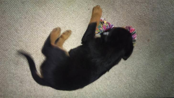 Rottweiler Taison billede 4