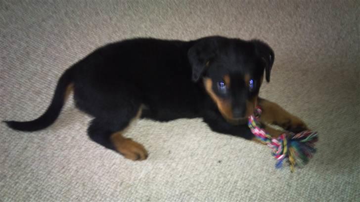 Rottweiler Taison billede 5