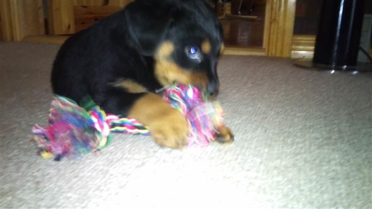 Rottweiler Taison billede 6
