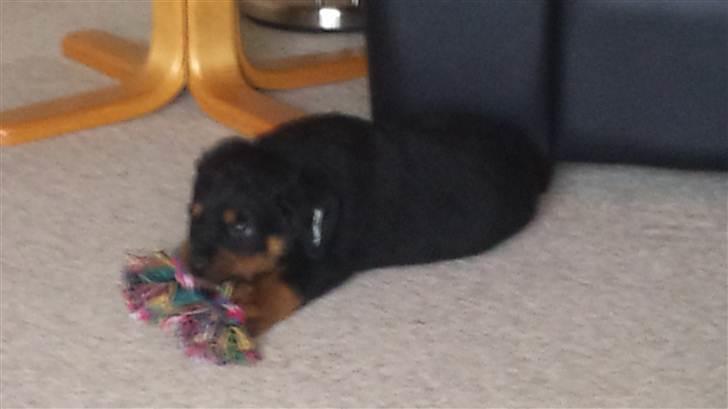 Rottweiler Taison billede 7