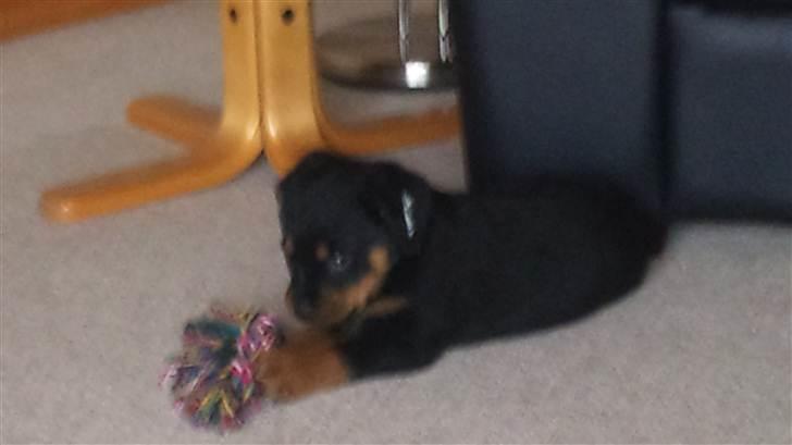Rottweiler Taison billede 8