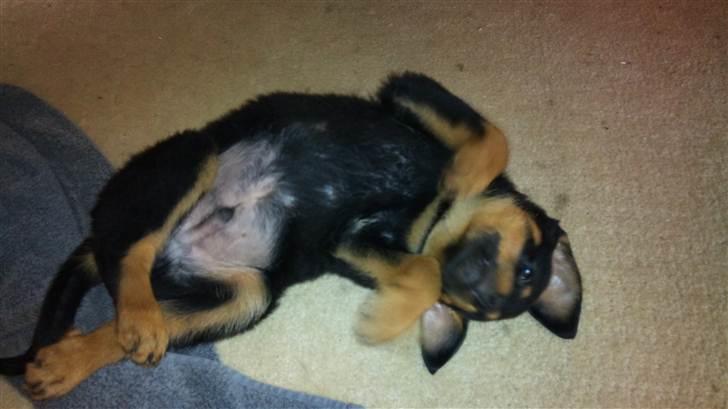 Rottweiler Taison billede 9