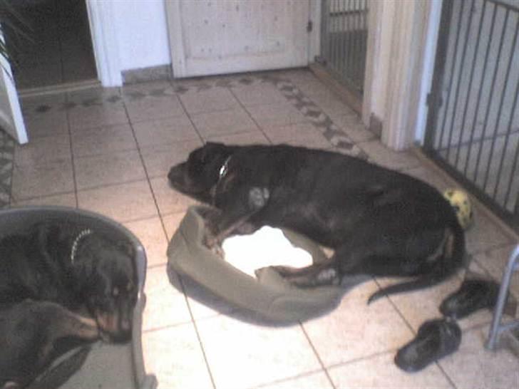 Rottweiler Ozzy *R.I.P* - Varmer lige mine poter i Husky´s kurv billede 9
