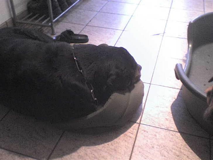 Rottweiler Ozzy *R.I.P* - Ahh jeg kan da godt lige møve mig ned her billede 10