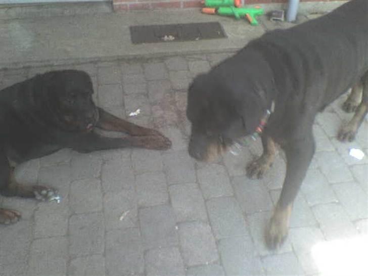 Rottweiler Ozzy *R.I.P* - Yang og Ozzy sommer 2009 billede 12