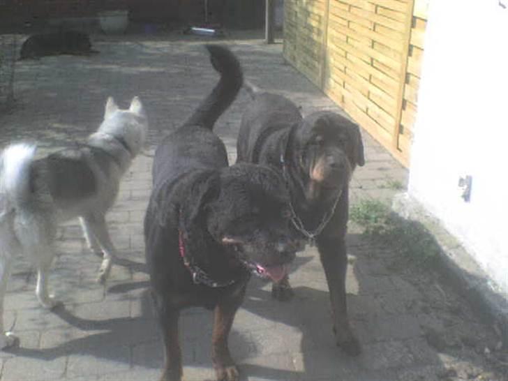 Rottweiler Ozzy *R.I.P* - Husky, Yang og Ozzy sommer 2009  billede 13