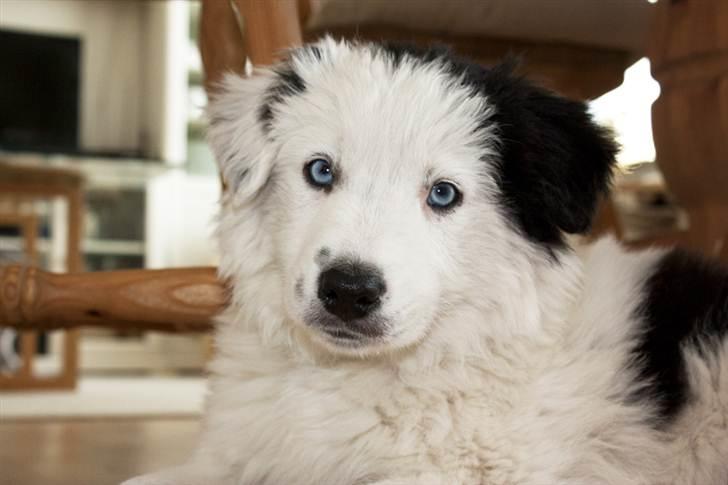 Border collie Ice billede 8