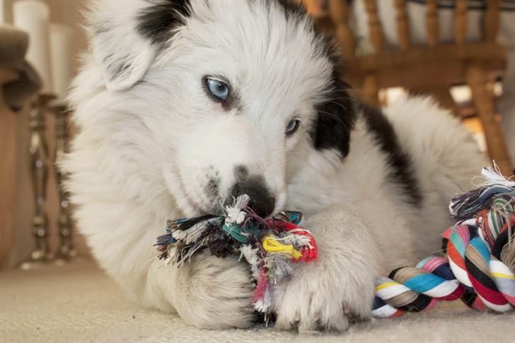 Border collie Ice billede 12