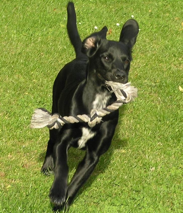 Blanding af racer Maggie - Jeg er fart ! :O) billede 2