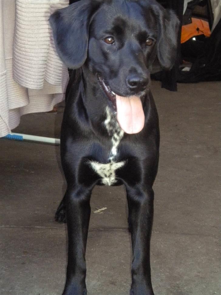 Blanding af racer Maggie - Her får jeg lige et overblik i døråbningen :O) billede 11