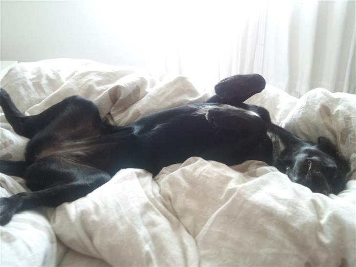 Blanding af racer Maggie - Men jeg kan også finde ud af at ligge på ryggen. billede 4