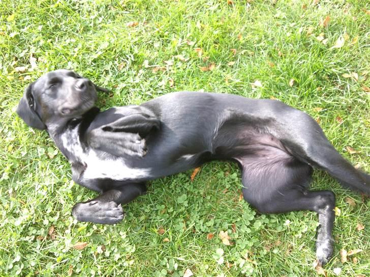 Blanding af racer Maggie - Absolutte yndlings stilling :O) billede 5