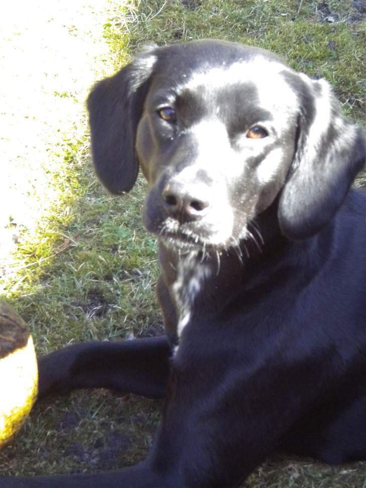 Blanding af racer Maggie - Skal du altid tage billeder moar ? :O) billede 12